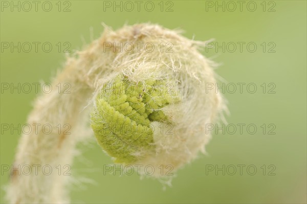 Crown fern or claytosmunda (Osmunda claytoniana), leaf emergence in spring, ornamental plant, North