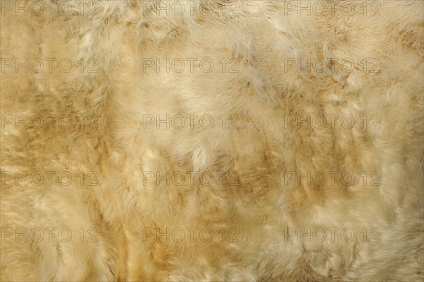 Charolais cattle (Bos primigenius taurus), coat detail, North Rhine-Westphalia, Germany, Europe