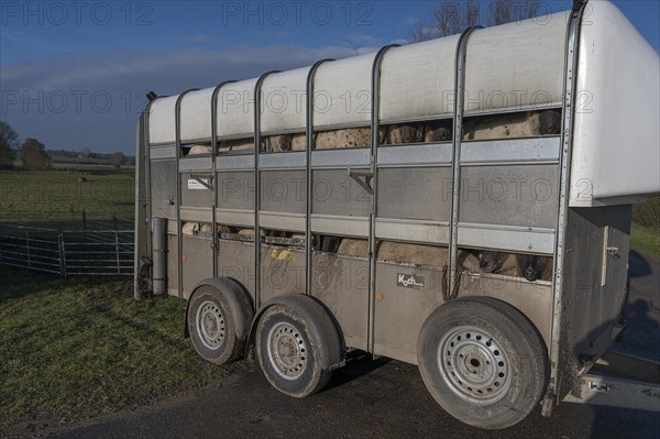 Double-decker livestock trailer loaded with sheep, Mecklenburg-Western Pomerania, Germany, Europe