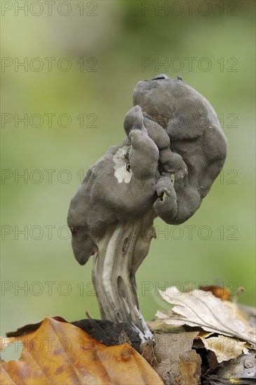 Grubenlorchel or Gruben-Lorchel (Helvella lacunosa, Helvella sulcata), North Rhine-Westphalia,