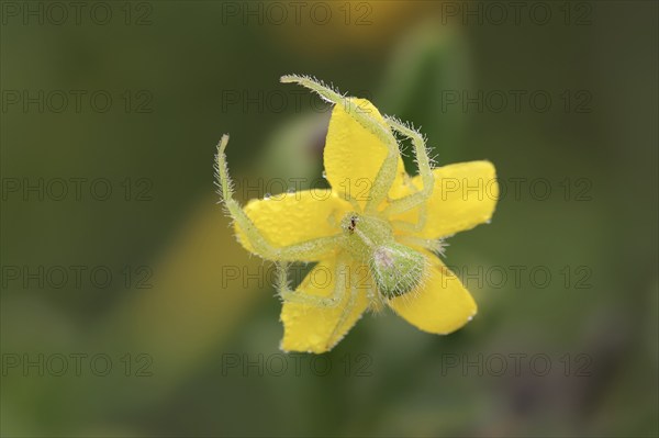Tirangel crab spider (Heriaeus graminicola), crab spider on a flower of shrubby jasmine