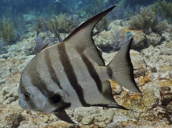 Atlantic spadefish (Chaetodipterus faber) in a typical Caribbean reef landscape. Dive site John