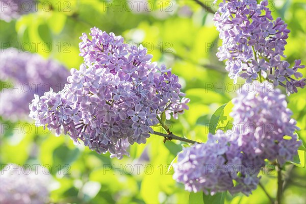 Blooming lilac in the botanical garden in spring