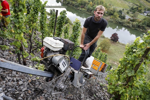 Winemaker Kilian Franzen harvesting Riesling grapes in one of the steepest vineyards in Europe,