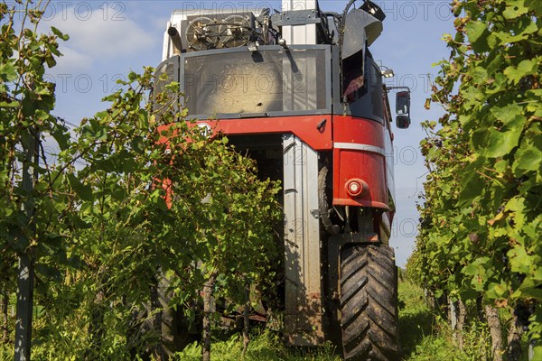 Harvest of Sankt Laurent red wine grapes in the Palatinate