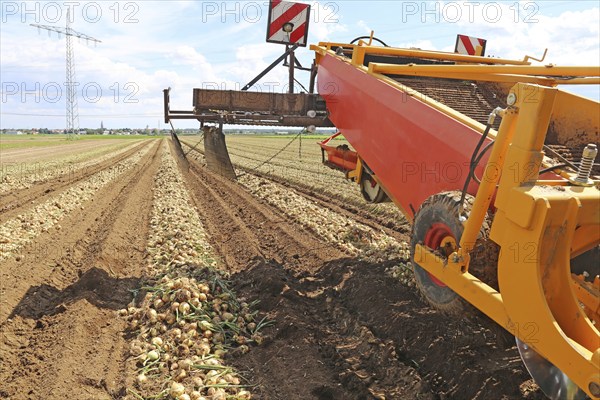 Farmer Markus Frank from Frankenthal during the agricultural onion harvest (onion harvesting)