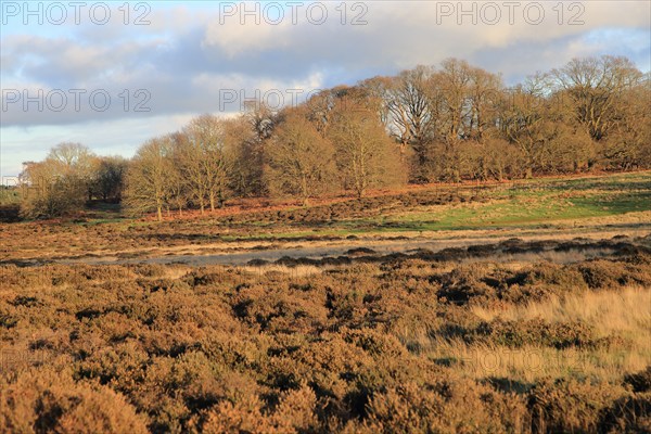 Winter landscape of deciduous trees and heather plants on heathland, Sutton Heath Suffolk, England,