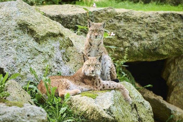 Eurasian lynx (Lynx lynx) mother with its youngster on a rock, Bavaria, Germany, Europe