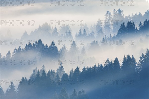 Fog and forest in Oberägeri in the canton of Zug, Switzerland, Europe