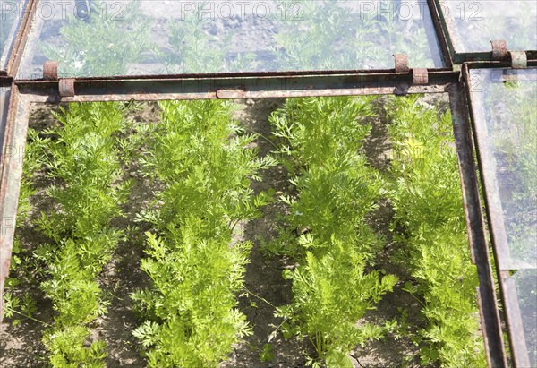 Close up of carrots growing in cold frame