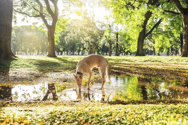 A light brown Spanish Greyhound stands, drinking water from a puddle during sunset in a blooming