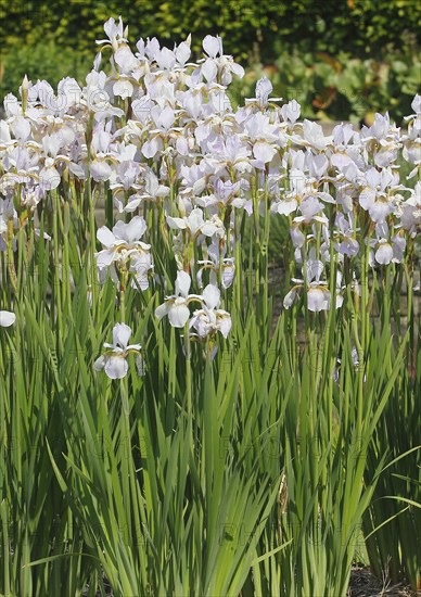Siberian iris (Iris sibirica), flowers, North Rhine-Westphalia, Germany, Europe