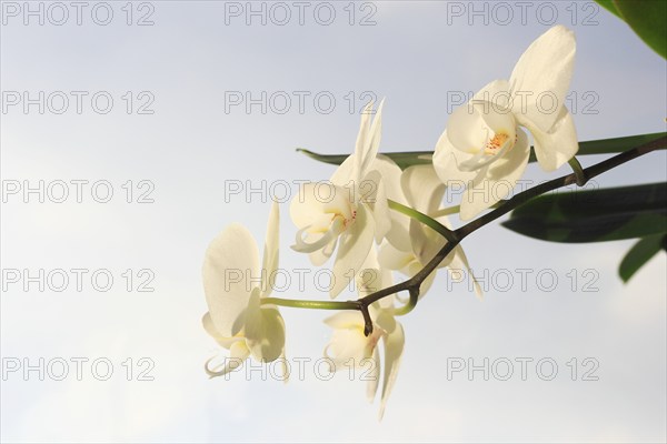 White orchid (Phalaenopsis), flower, North Rhine-Westphalia, Germany, Europe