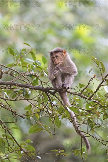 Bonnet macaque (Macaca radiata), Periyar Wildlife Sanctuary or Periyar National Park, Idukki