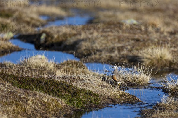 Eurasian dotterel (Charadrius morinellus), adult female standing in a bog landscape, Varanger,