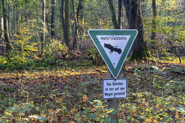 Natural forest cell, Überanger Mark forest, near Düsseldorf, protected forest area left to its own
