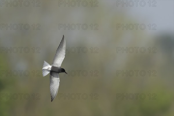 Black tern (Chlidonias niger) adult bird in summer plumage in flight, England, United Kingdom,
