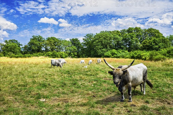 Hungarian Grey Cattle near Lenzen Elbe, Brandenburg, Germany, Europe