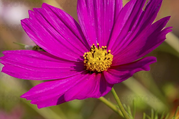 Mexican aster (Cosmos bipinnatus), Alsace, France, Europe
