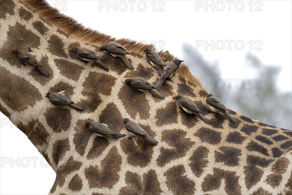Southern giraffe (Giraffa giraffa giraffa) with a group of yellow-billed oxpecker (Buphagus