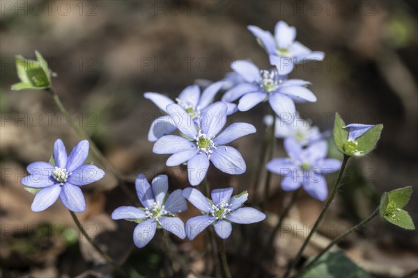Liverwort (Hepatica nobilis), North Rhine-Westphalia, Germany, Europe