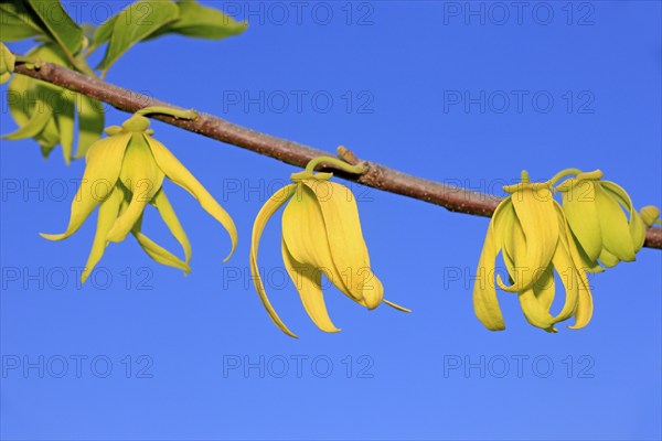 Ylang-ylang (Cananga Odorata), flower, blooming, Nosy Be, Madagascar, Africa