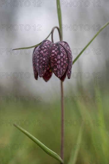 Snake's head fritillary (Fritillaria meleagris), Emsland, Lower Saxony, Germany, Europe