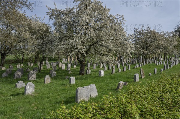 Flowering cherry trees (Prunus avium) in the Jewish cemetery, laid out in 1734, last burial in