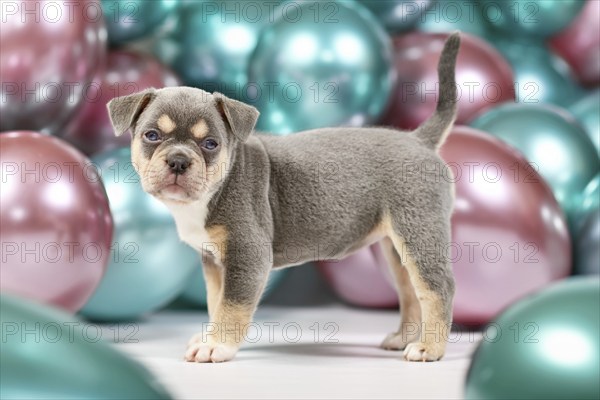 Six weeks old healthy lilac tan French Bulldog dog puppy with tail standing in front of colorful