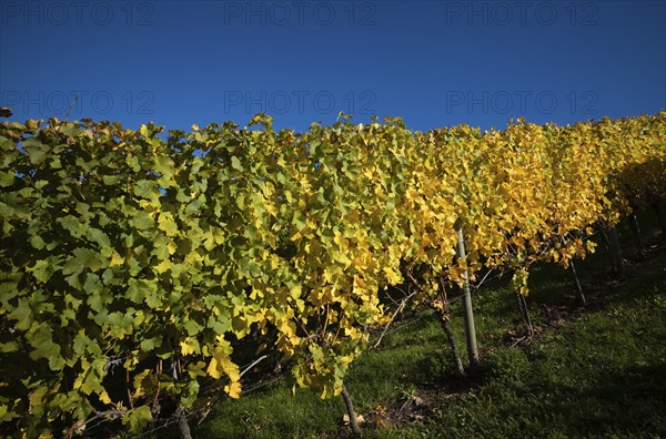 Vineyard, vines, vineyards, viticulture, autumn colouring, autumn, Kappelberg, Fellbach,