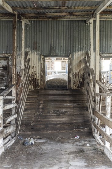 Ramp to the outside for shorn sheep, Estancia San Gregorio, Puente Alto, Metropolitan Region,