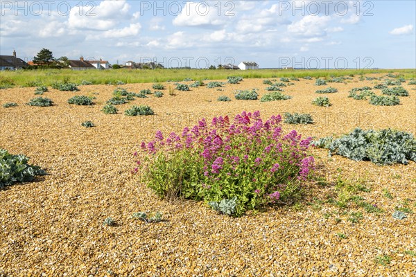 Valerian flowering, Valeriana officinalis, growing vegetated shingle beach, Shingle Street,