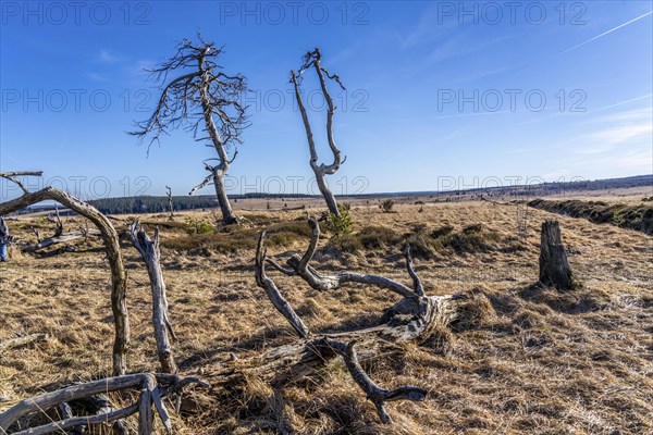 Noir Flohay ghost forest, remnants of a forest fire from 2011 in the High Fens, high moor, in the