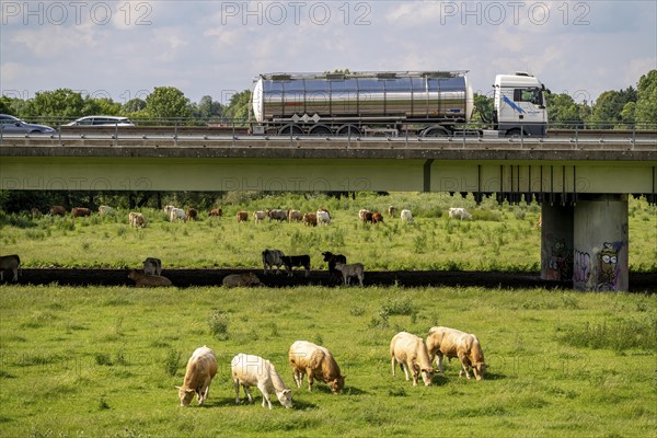 Lorry on the A40 motorway, bridge over the Ruhr and Styrumer Ruhrauen, herd of cattle, dairy cows