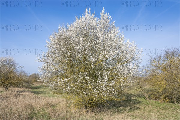 Blackthorn (Prunus spinosa) white flowering, Thuringia, Germany, Europe
