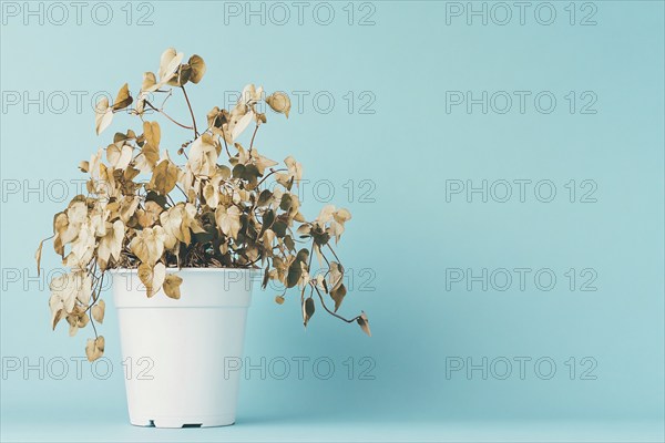 Neglected withered house plant with hanging dry leaves in white flower pot on blue background.