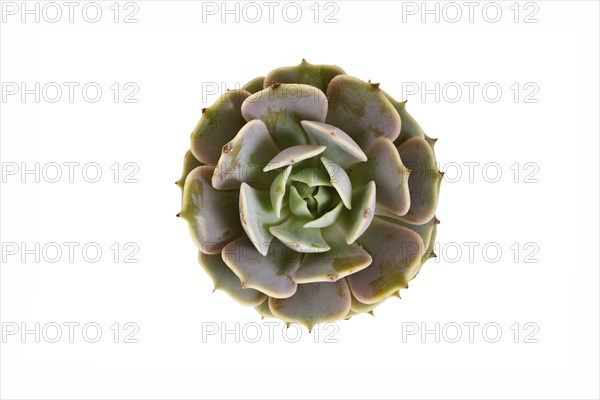 Top view of Echeveria Pollux succulent plant on white background. Generative Ai