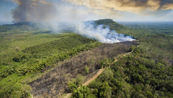 Forest, Jungle, Jungle, Slash-and-burn, Aerial view, AI generated, AI generated