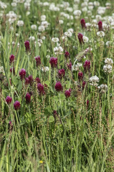 Incarnate clover (Trifolium incarnatum) and white clover (Trifolium repens), Emsland, Lower Saxony,
