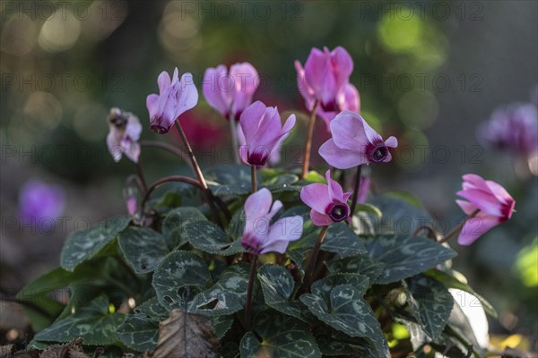 Cyclamen hederifolium or Neapolitan cyclamen (Cyclamen hederifolium), Emsland, Lower Saxony,