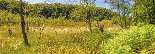 A spacious meadow with flowers, framed by trees under a blue sky, Rügen, Jasmund National Park