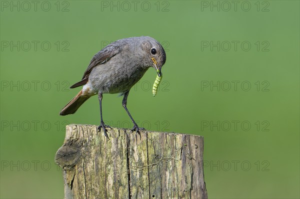 Black redstart (Phoenicurus ochruros gibraltariensis) female, first calendar year male perched on