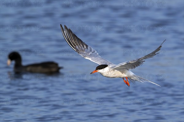 Common tern (Sterna hirundo) adult in breeding plumage flying over coot swimming in pond in summer