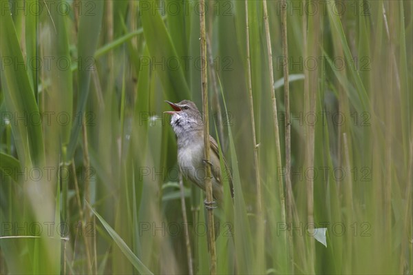 Great reed warbler (Acrocephalus arundinaceus) male singing from reed stem in reedbed in spring