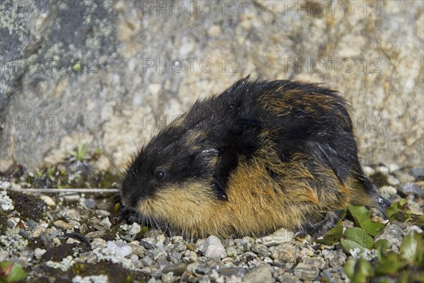 Norway lemming (Lemmus lemmus) on the tundra, Lapland, Sweden, Europe