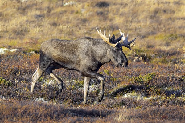 Moose, elk (Alces alces), adult bull, male foraging on the tundra in autumn, fall, Sweden,