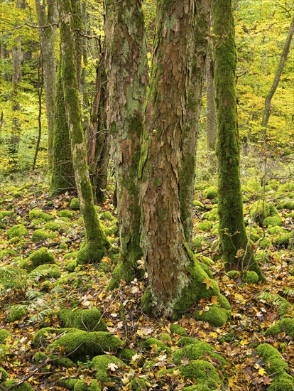 Sycamore tree stems (Acer pseudoplatanus) in autumn colour, and moss covered boulders, in the Rhön