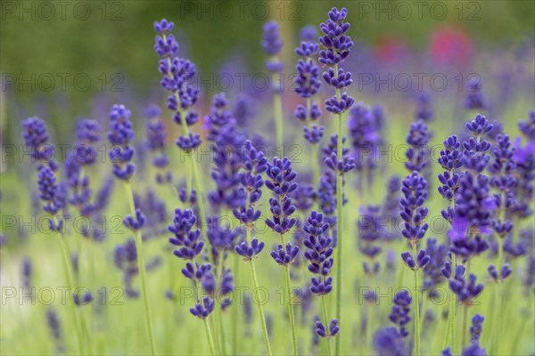 Lavender in bloom, North Rhine-Westphalia, Germany, Europe