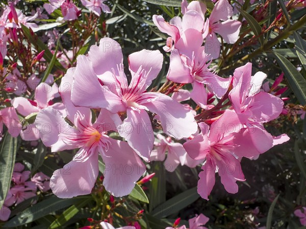 Flowering oleander (Nerium oleander), Italy, Europe