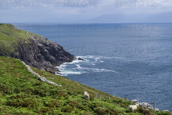 Coastal landscape at Slea Head, Dingle Peninsula, County Kerry, Ireland, Europe